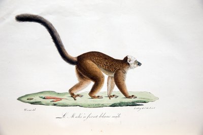 Weißkopfmaki, aus Histoire Naturelle des Mammifères, mit Originalfiguren, von Étienne Geoffroy Saint-Hilaire & Frédéric Cuvier, 1824-42 von French School